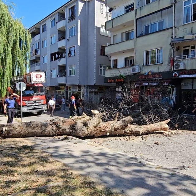 Asırlık çınar ağacı apartmanın üzerine devrildi