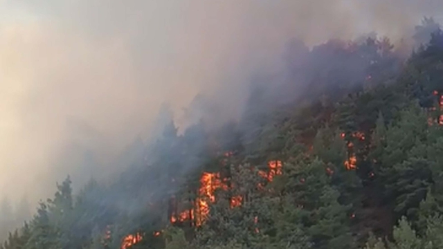 Denizli'de orman yangını