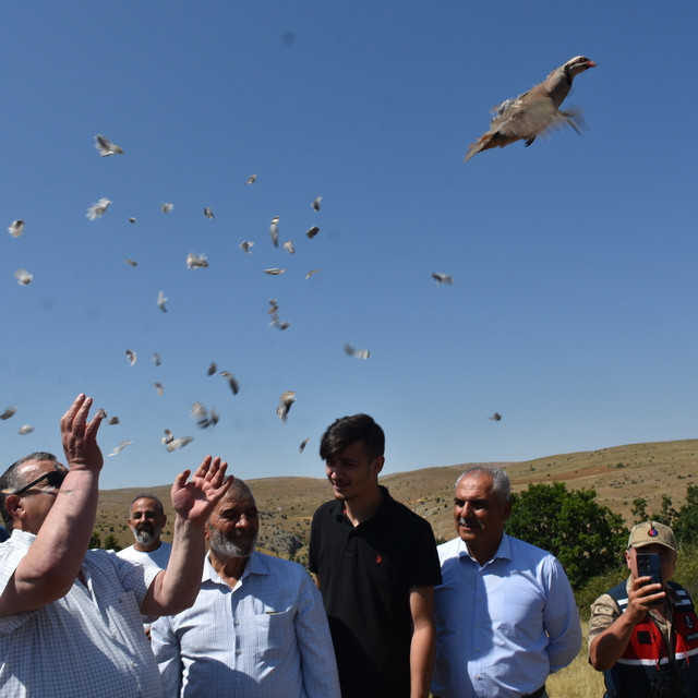 Gümüşhane'de 400 keklik doğaya bırakıldı