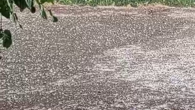 Elazığ Karakoçan'da dolu yağışı