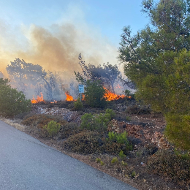 Ayvalık'ta ormanlık alanda çıkan yangın kontrol altına alındı