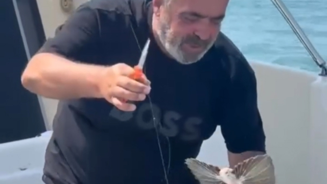 Saros'ta nadir görülen kırlangıç balığı oltaya takıldı