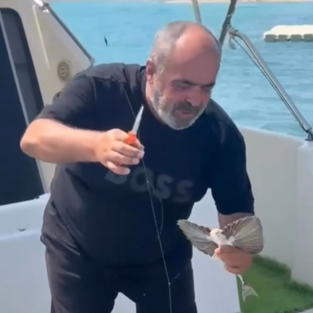 Saros'ta nadir görülen kırlangıç balığı oltaya takıldı