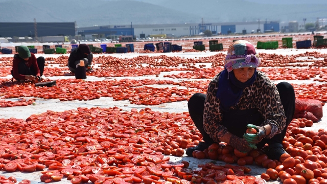 İzmir'de kuru domates mesaisi