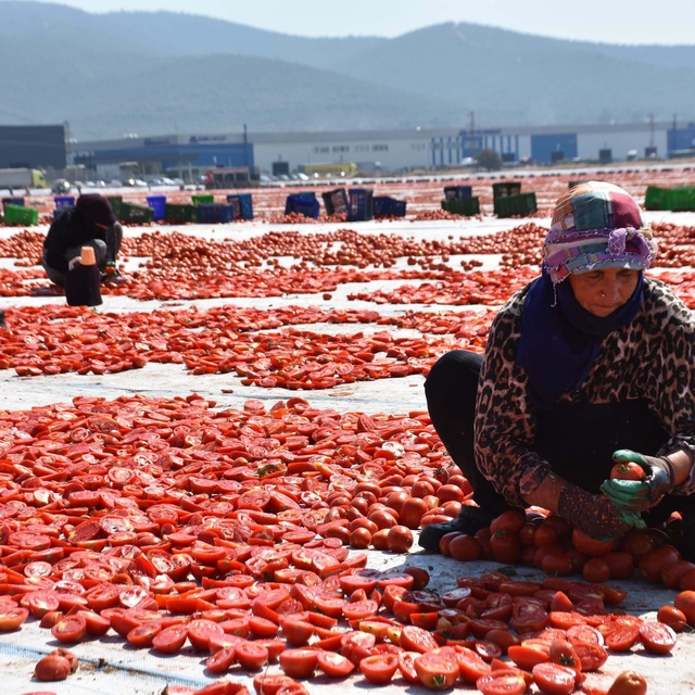 İzmir'de kuru domates mesaisi