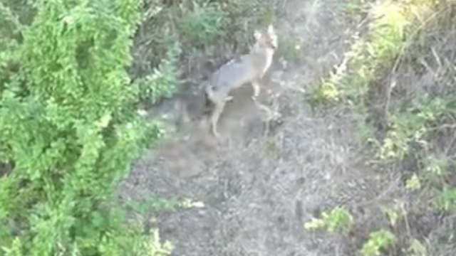 Kurdun koyunlara saldırısı dronla önlendi