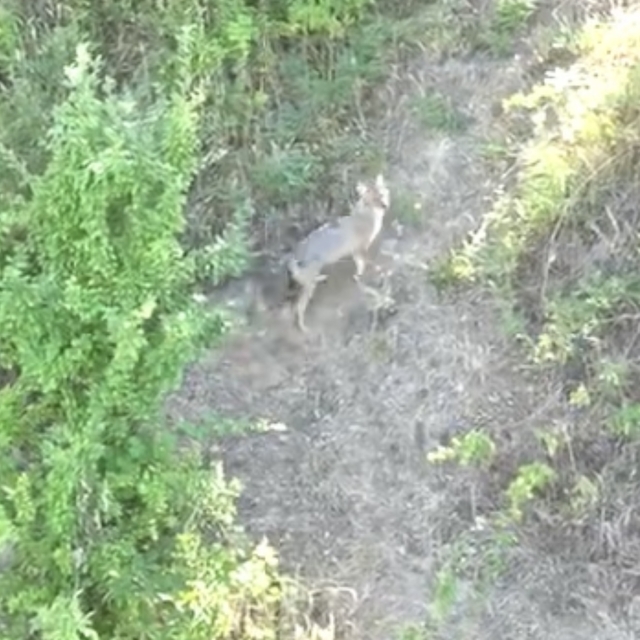 Kurdun koyunlara saldırısı dronla önlendi