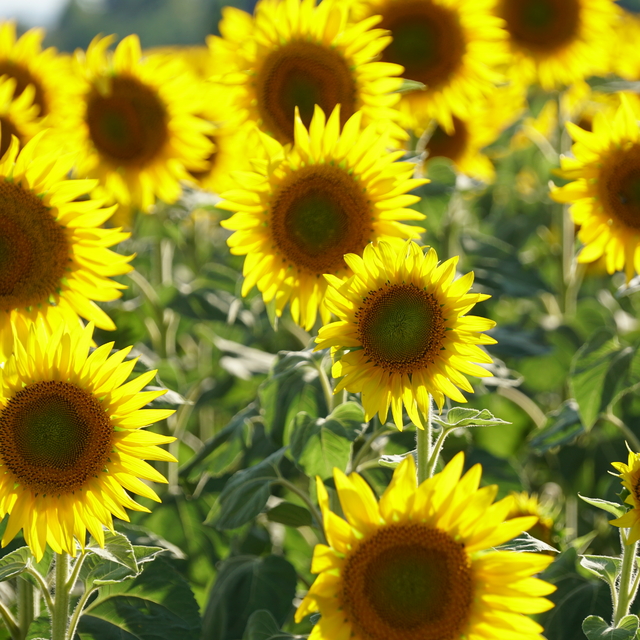 Tekirdağ'da kanola, ayçiçeği ve lavanta tarlaları kentin turizmine renk kat...