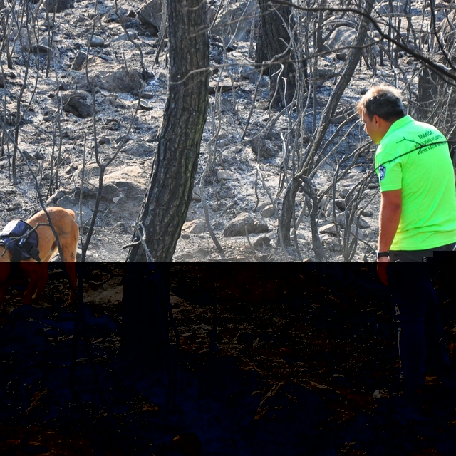 Yangın tespit köpeği 'Ateş', şüpheli yangınların izini sürüyor
