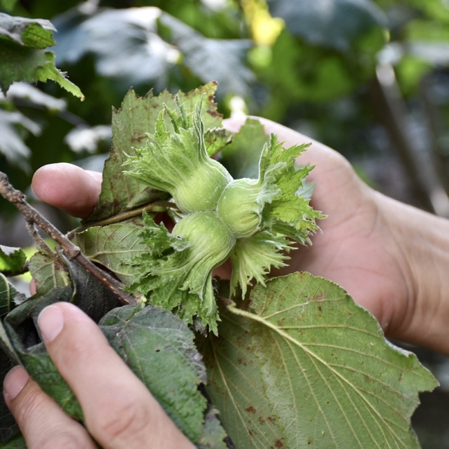 Orta ve Doğu Karadenizli fındık üreticileri hasada hazırlanıyor