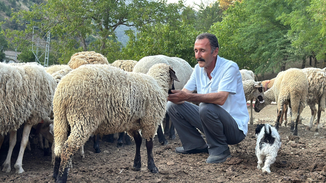 Bartın'da çiftçi, koyunlarını kurt saldırısından dronla korudu