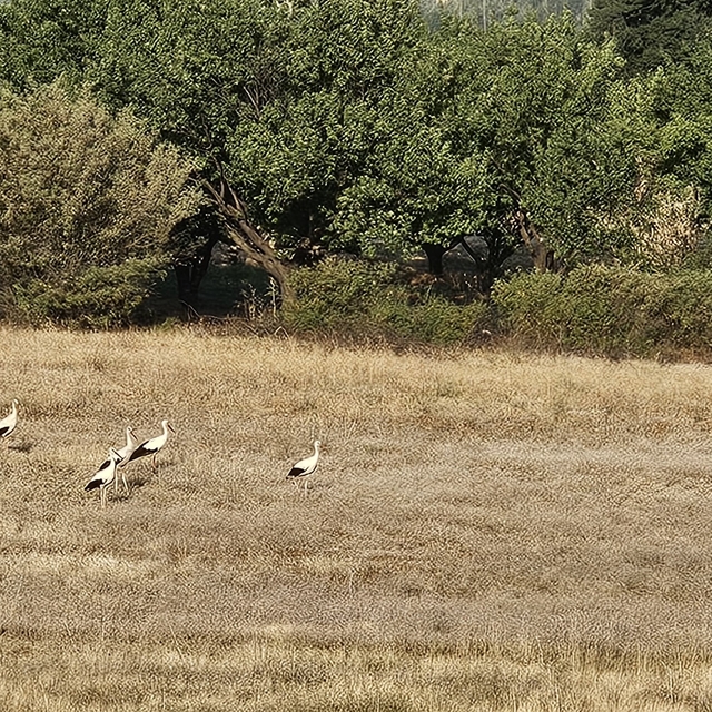 Leylekler Doğanşehir'e 6 yıl sonra geri döndü