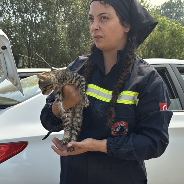 Karabük'teki orman yangınında yaralanan kedinin yardımına hayvanseverler ye...