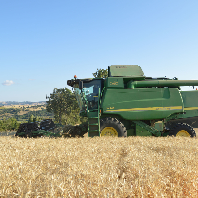 Samsun'un Havza ilçesinde 90 bin ton buğday rekoltesi bekleniyor