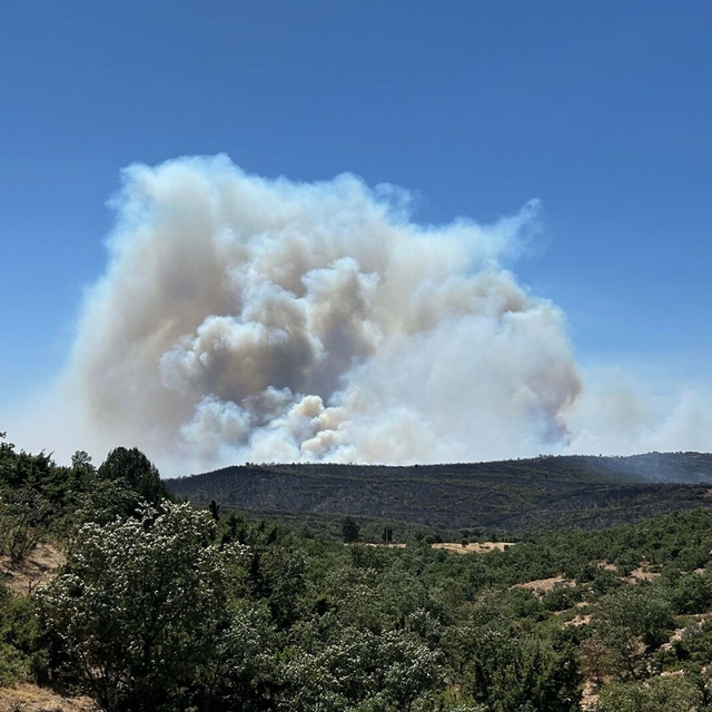 Uşak'ta meşelik ve orman yangını