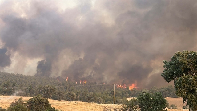 Uşak'ta meşelik ve orman yangını (2)