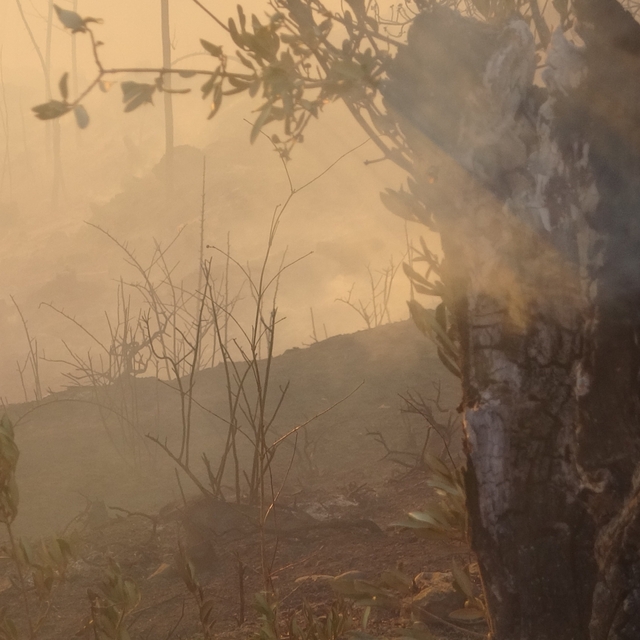 Kocaeli'de orman yangını (3)