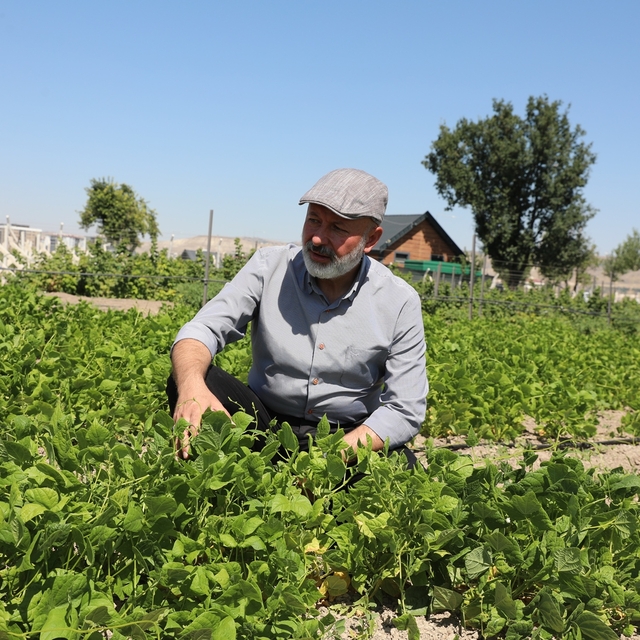 Yerel tohumla çiftçilere destek için 1350 erkenci kapya biberi ekildi