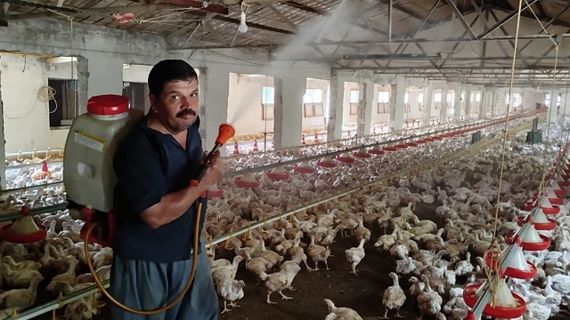 Aşırı sıcakta tavukları buzlu suyla serinletiyor