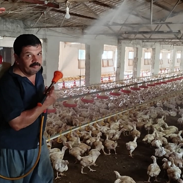 Aşırı sıcakta tavukları buzlu suyla serinletiyor