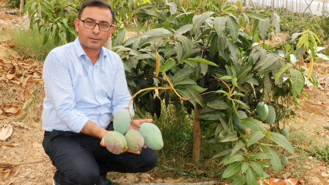 'Tüketicimiz yerli mangoyu tercih etsin'