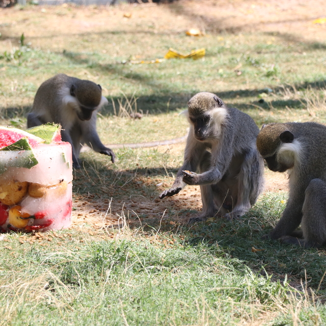Sıcaktan bunalan maymunlara, meyve kokteylli serinlik