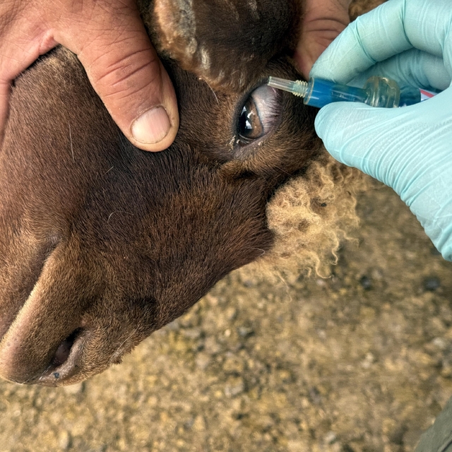 Veteriner hekimler kuzuları kimliklendirmek ve hastalıkları önlemek için ya...