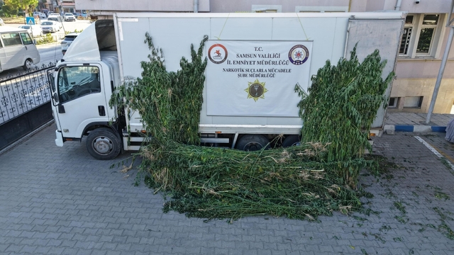 Samsun'da ayçiçeği tarlasında kenevir operasyonu