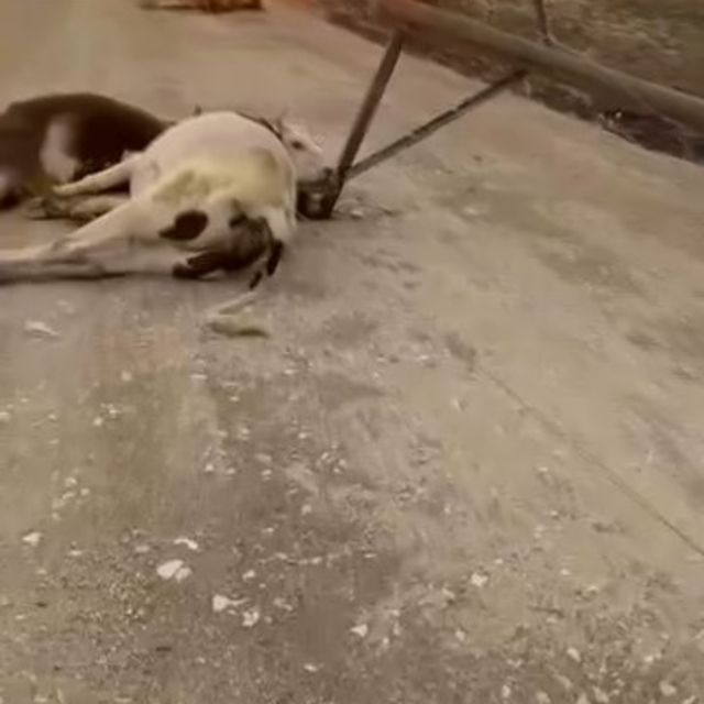 Kuvvetli rüzgar elektrik direğini devirdi; 6 inek akıma kapılıp öldü