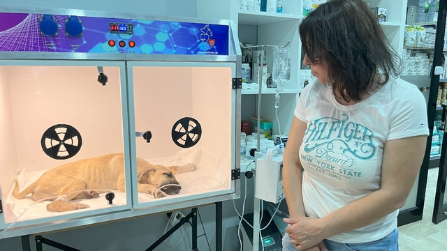 Sopayla dövülen yavru köpeğin hayati riski var