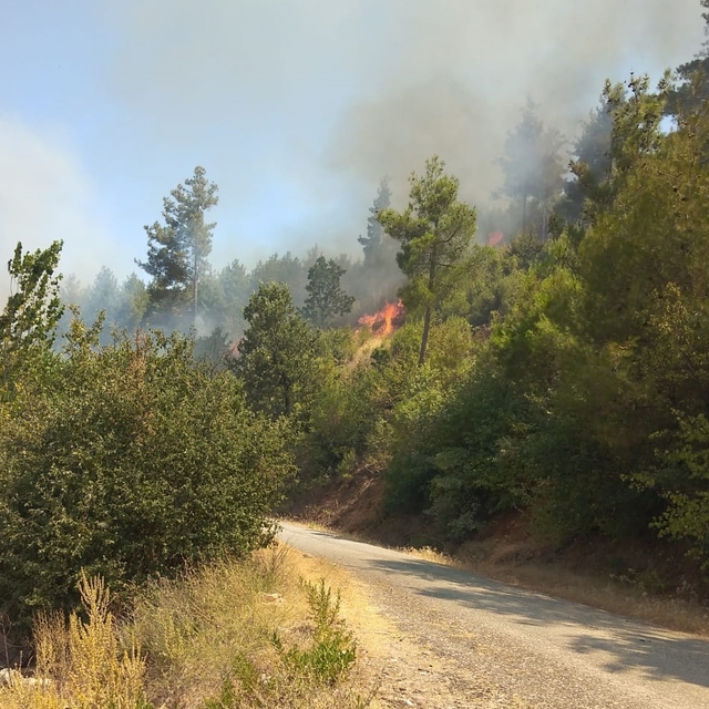 Muğla'da çıkan orman yangınına müdahale ediliyor
