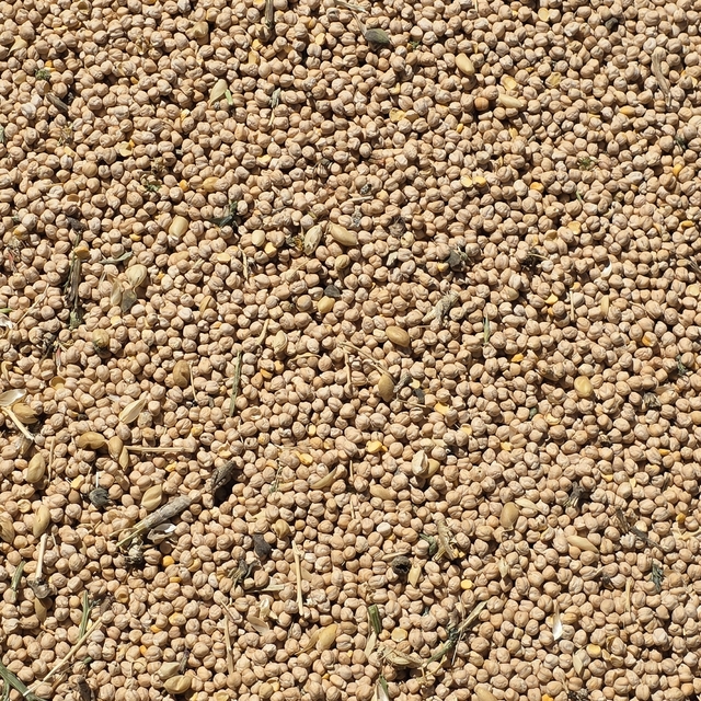 Laçin'de nohut hasadı başladı