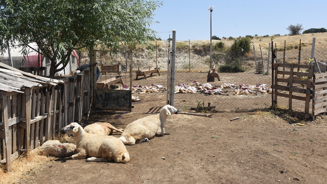 Kırıkkale'de 200 küçükbaş hayvan telef oldu