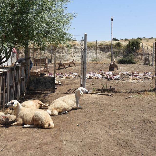 Kırıkkale'de 200 küçükbaş hayvan telef oldu