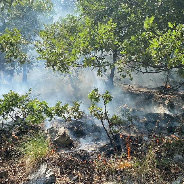 Osmaniye'de çıkan orman yangını kontrol altına alındı