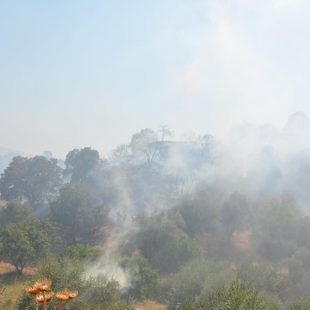Otluk yangınında 4 hektar zeytinlik alan da zarar gördü