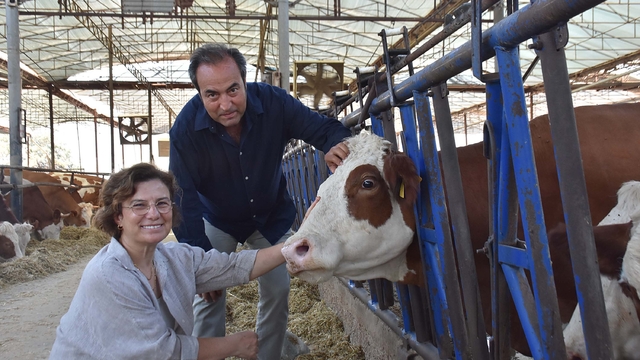 Veteriner çift, çiftlikteki buzağılarına tanıdıklarının ismini veriyor