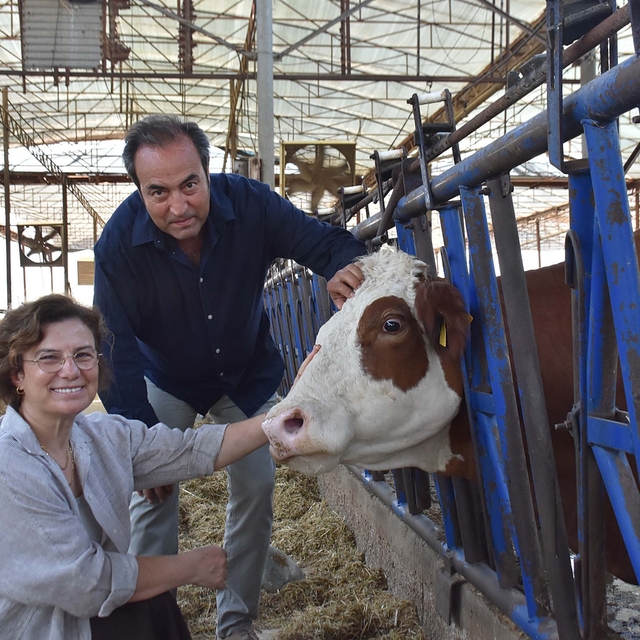 Veteriner çift, çiftlikteki buzağılarına tanıdıklarının ismini veriyor