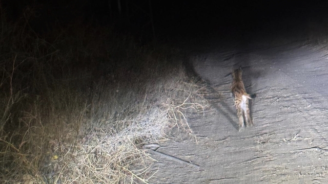 Nesli tükenme tehlikesindeki vaşak cep telefonu kamerasında