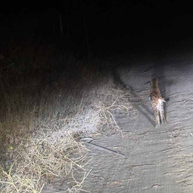 Nesli tükenme tehlikesindeki vaşak cep telefonu kamerasında