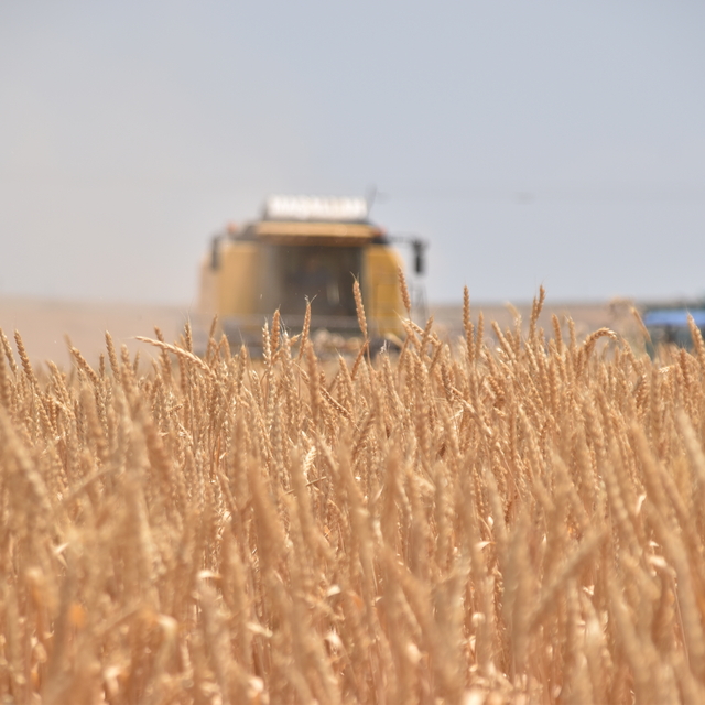 Bitlis'te buğday hasadı başladı