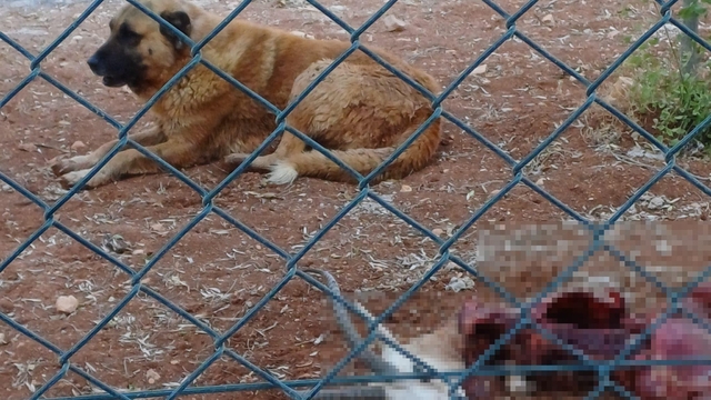 Başıboş köpekler, koruma altındaki 2 ceylanı öldürdü