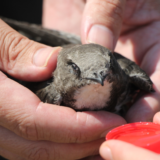 Kocaeli'de sıcaktan etkilenen ebabil kuşuna polis ekipleri yardım etti