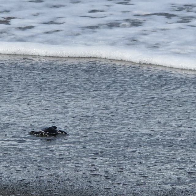 Gönüllülerin konaklama sorunu çözüldü, yeşil deniz kaplumbağaları denizle b...