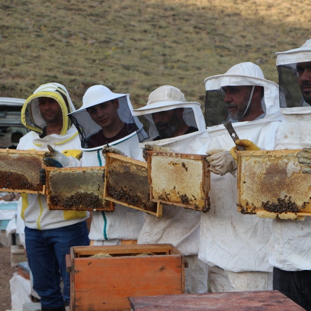 AB tescilli Bingöl balında sağım başladı