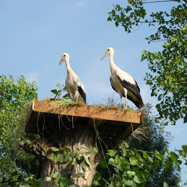 Belediye ekipleri yıkılan ağaçtan düşen leyleklere yeni yuva yaptı