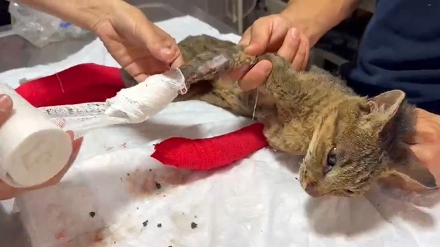 Sakarya'dan Bilecik'e sıçrayan orman yangınında yaralanan kedi tedavi altına alındı