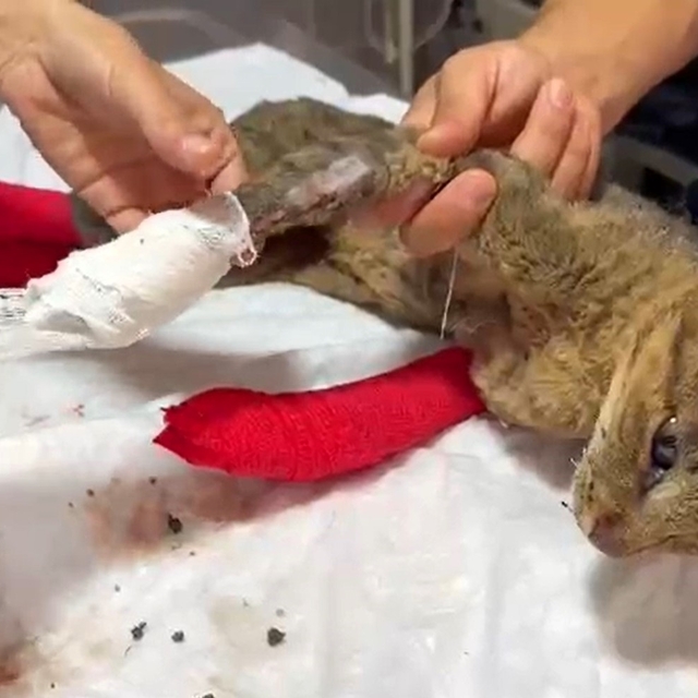 Sakarya'dan Bilecik'e sıçrayan orman yangınında yaralanan kedi tedavi altın...