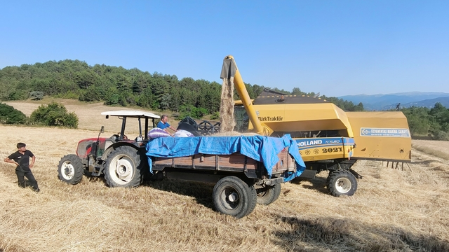Kastamonu'da "Hitit buğdayı" siyezin hasadı başladı