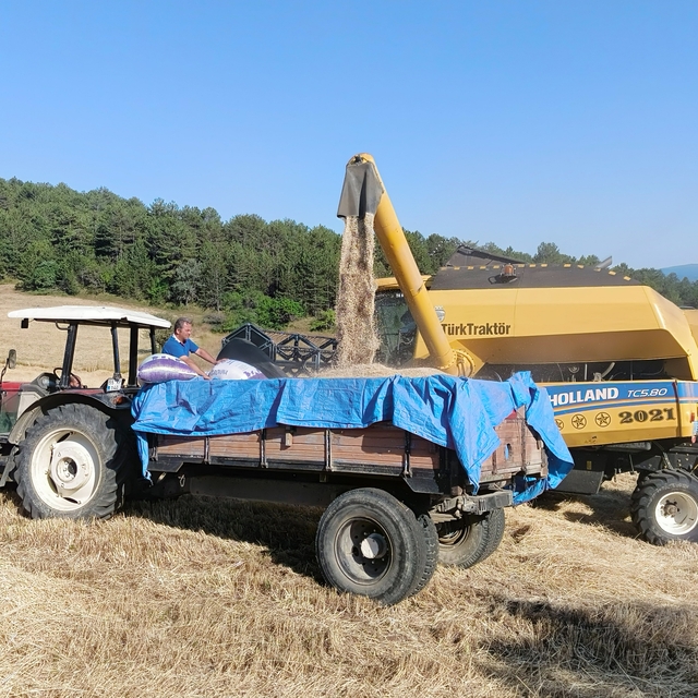 Kastamonu'da "Hitit buğdayı" siyezin hasadı başladı